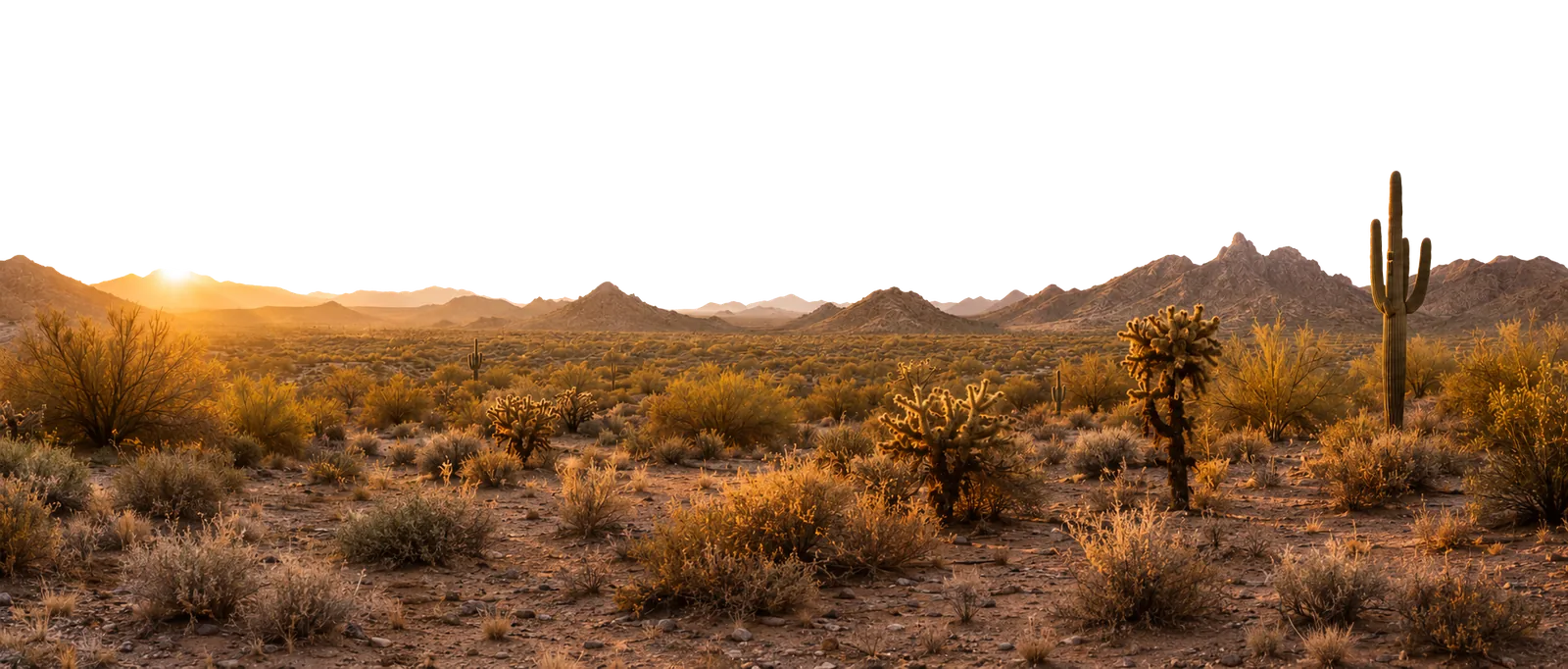 Sonoran desert landscape